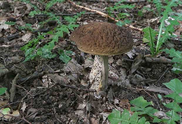 kozák hrabový Leccinum pseudoscabrum (Kallenb.) Šutara