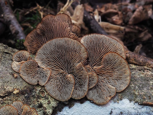 húževnatček medvedí Lentinellus ursinus (Fr.) Kühner