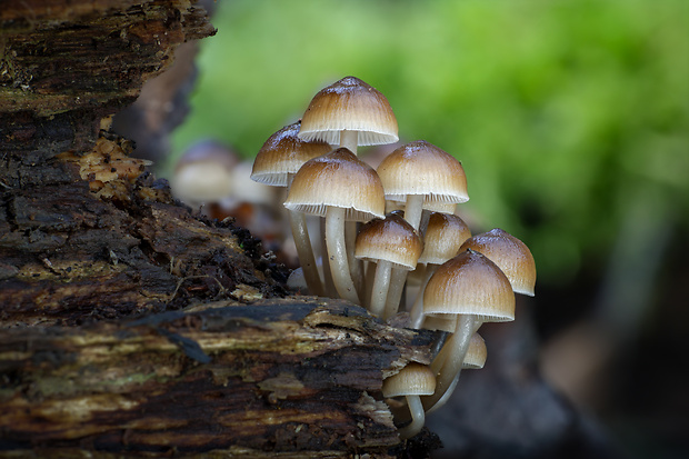 prilbička hnedosivá Mycena tintinnabulum (Paulet) Quél.