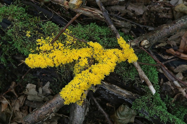 slizovka Myxomycetes