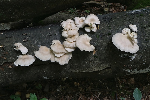 hliva buková Pleurotus pulmonarius (Fr.) Quél.