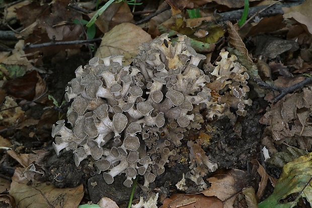 trúdnik klobúčkatý Polyporus umbellatus (Pers.) Fr.