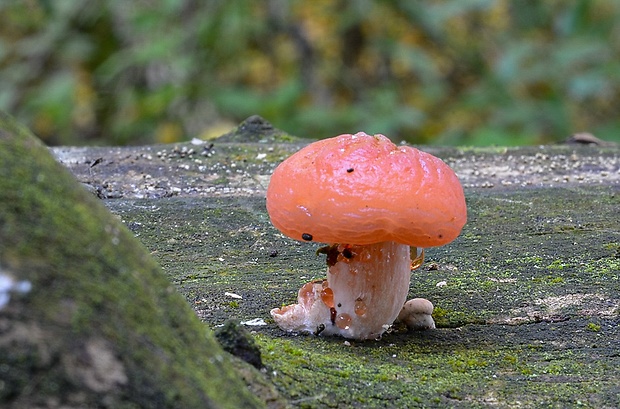 červenáčik obyčajný Rhodotus palmatus (Bull.) Maire