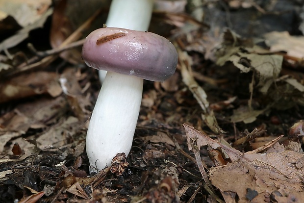 plávka Russula sp.