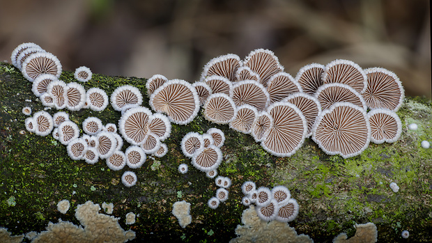 klanolupeňovka obyčajná Schizophyllum commune Fr.