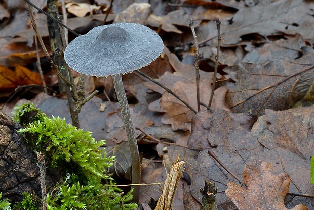 sivolupeňovka Tephrocybe rancida (Fr.) Donk