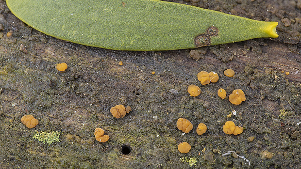 slzovec Dacrymyces sp.