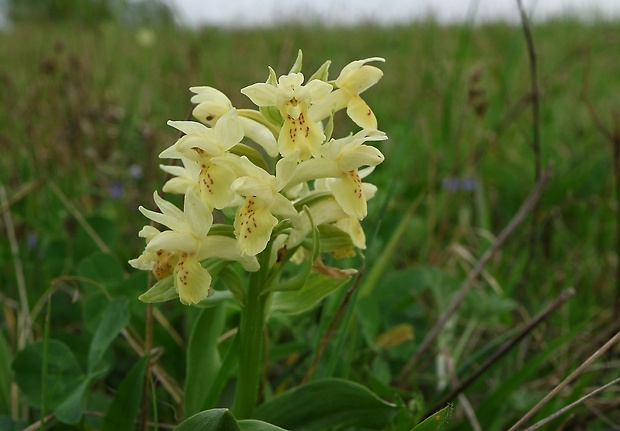 vstavačovec bazový Dactylorhiza sambucina (L.) Soó