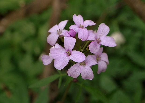 zubačka cibuľkonosná Dentaria bulbifera L.