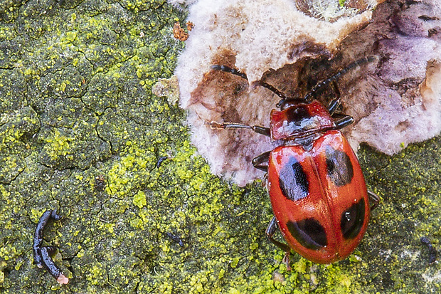 kôrovník červcový  Endomychus coccineus