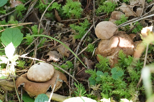 hviezdovka strapkatá Geastrum fimbriatum Fr.