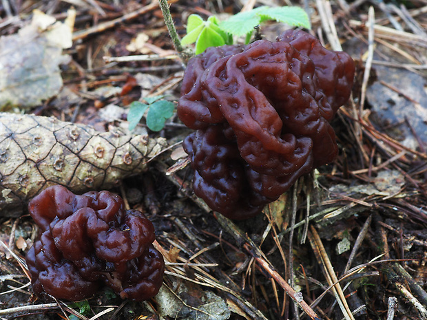 ušiak obyčajný Gyromitra esculenta (Pers.) Fr.