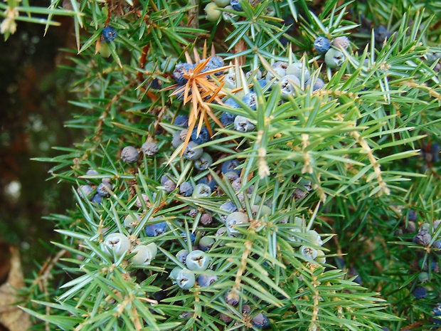 borievka obyčajná Juniperus communis L.