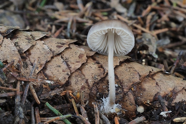 prilbička šišková Mycena strobilicola J. Favre & Kühner