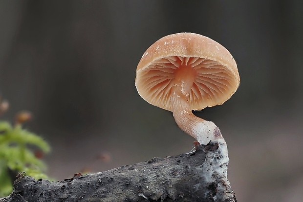 smeťovka zimná Tubaria furfuracea (Pers.) Gillet