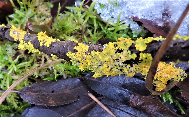 diskovník múrový Xanthoria parietina var. parietina (L.) Th. Fr.