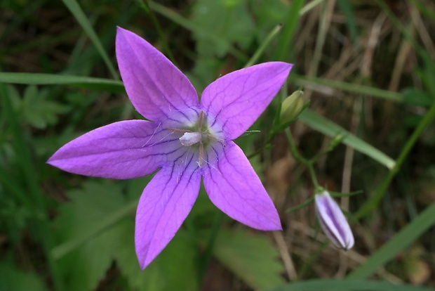 zvonček Campanula sp.