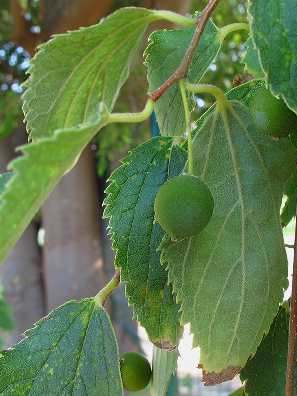 brestovec Celtis australis