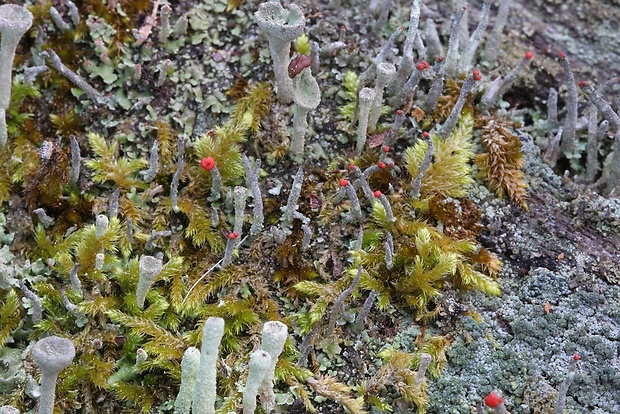 dutohlávka červenoplodá Cladonia macilenta Hoffm.