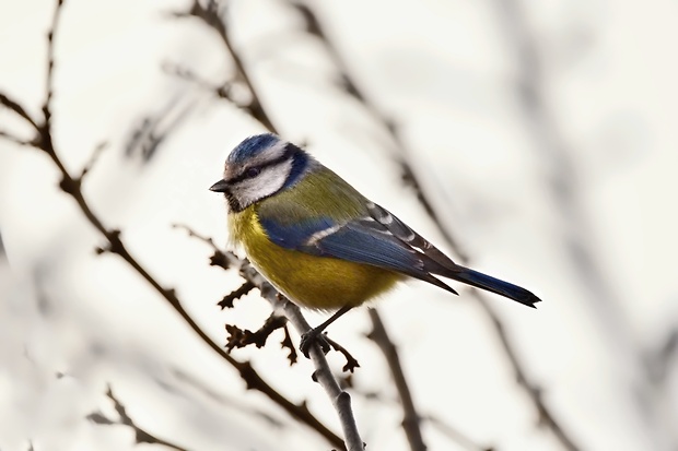 sýkorka belasá Cyanistes caeruleus