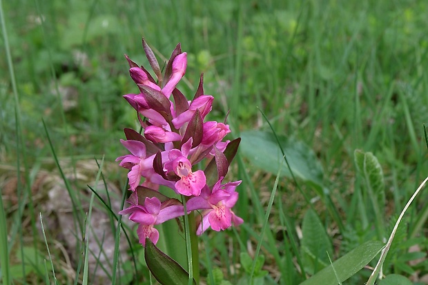 vstavačovec bazový Dactylorhiza sambucina (L.) Soó