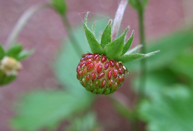 jahoda obyčajná Fragaria vesca L.