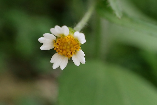 žltnica pŕhľavolistá Galinsoga urticifolia (Humb., Bonpl. et Kunth) Benth.