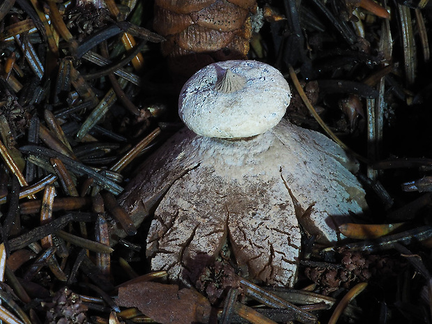 hviezdovka golierikovitá Geastrum striatum DC.