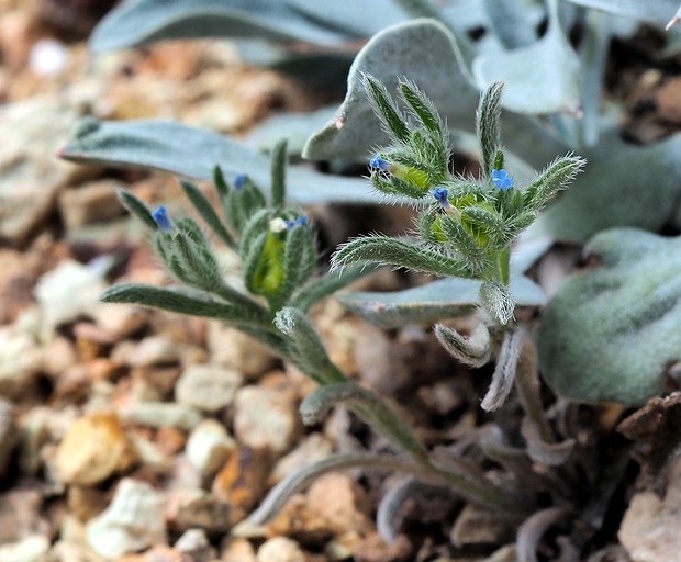 Lappula spinocarpos (Forsskål) Ascherson ex Kuntze