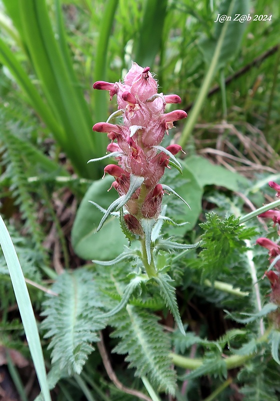 všivec Pedicularis alberti Regel