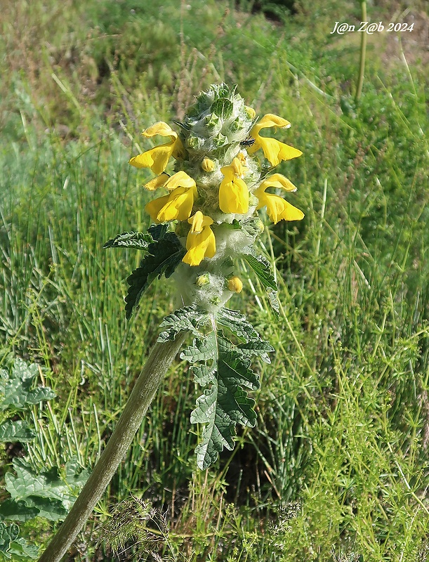 sápa Phlomoides speciosa (Rupr.) Adylov, Kamelin & Makhm.