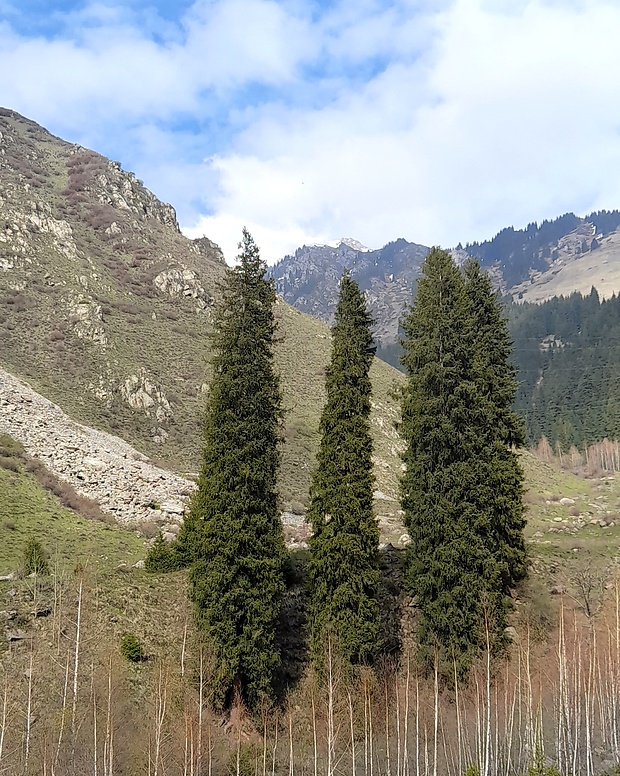 smrek Picea schrenkiana subsp. tianschanica (Rupr.) Bykov