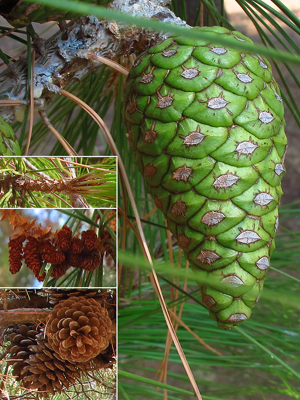 borovica halepská Pinus halepensis