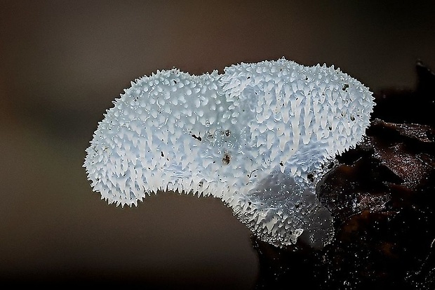 pajelenka želatínová Pseudohydnum gelatinosum (Scop.) P. Karst.