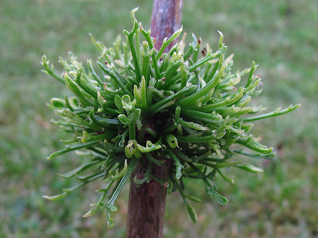 baza čierna Sambucus nigra L.