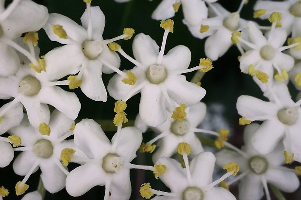 baza čierna Sambucus nigra L.