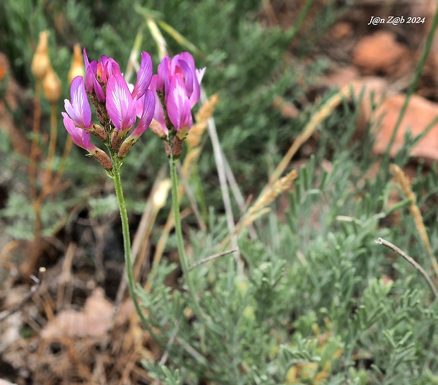 kozinec Astragalus falcigerus Popov