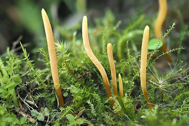 kyjačik Clavaria flavostellifera Olariaga, Salcedo, P.P. Daniëls & Kautman