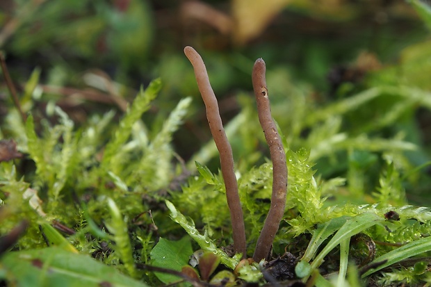 kyjačik Clavaria pullei Donk