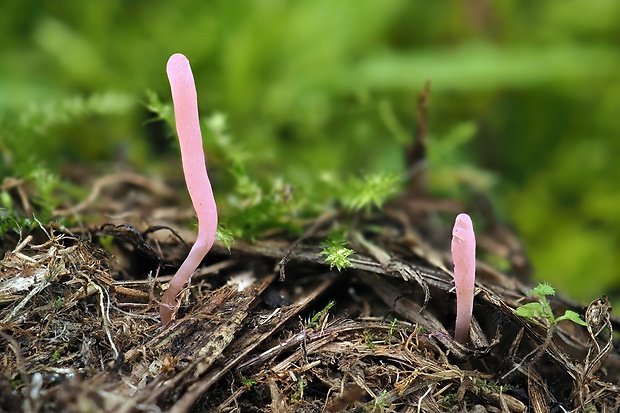 kyjačik Clavaria roseoviolacea R. H. Petersen