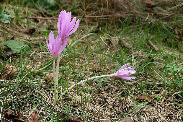 jesienka obyčajná Colchicum autumnale