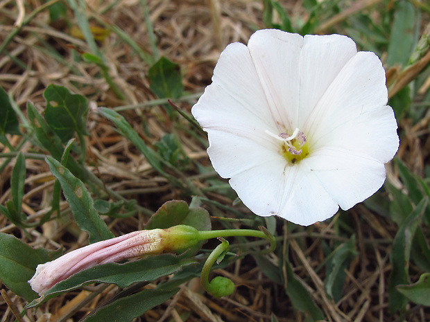 pupencovité Convolvulaceae fam.