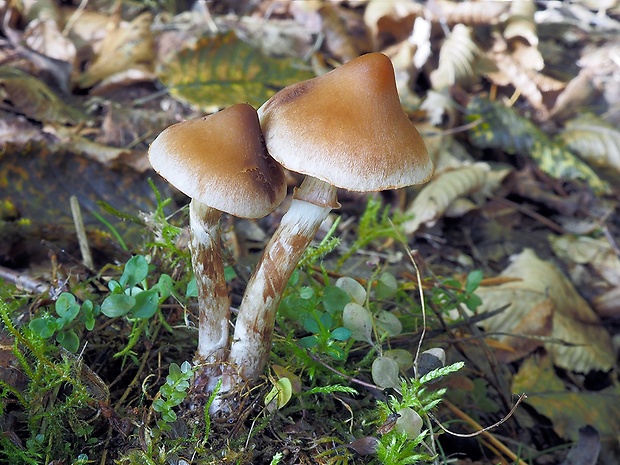 pavučinovec kužeľový Cortinarius conicus (Velen.) Rob. Henry