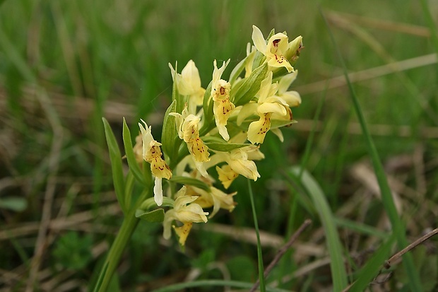 vstavačovec bazový Dactylorhiza sambucina (L.) Soó