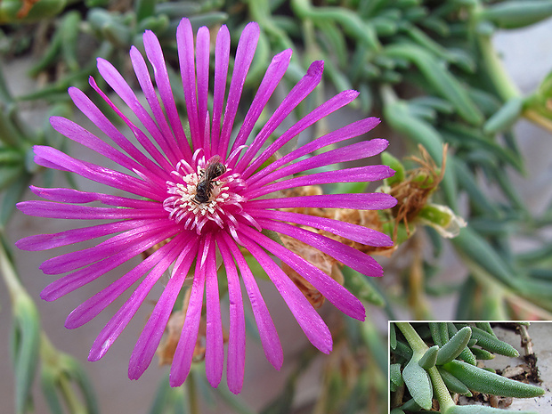 poludňovka Delosperma cf. lydenbergense