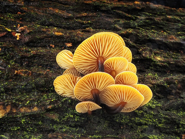 plamienka Flammulina sp.