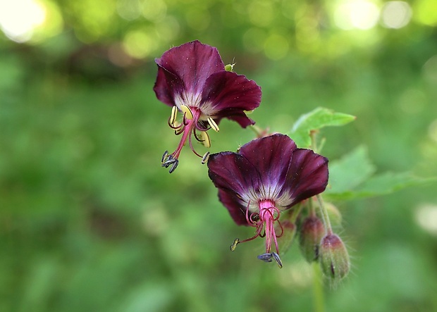 pakost hnedočervený Geranium phaeum L.