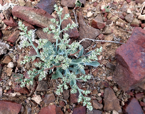 suchobýľ Goniolimon callicomum (C.A. Mey.) Boiss.