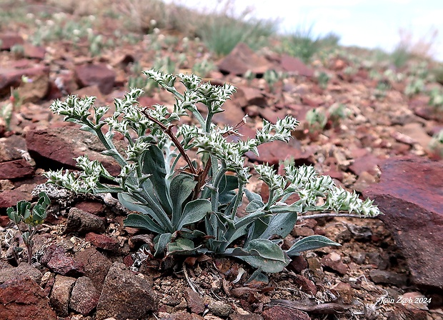 suchobýľ Goniolimon callicomum (C.A. Mey.) Boiss.