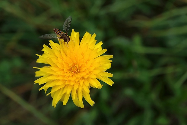 jastrabník Hieracium sp.